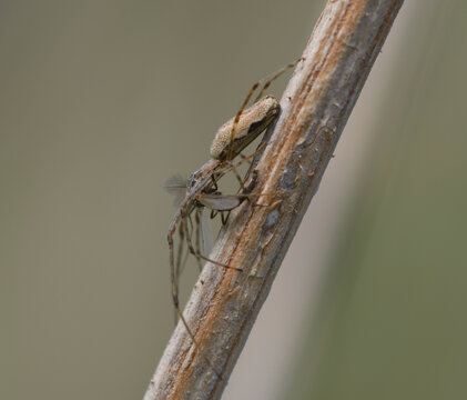 Long-jawed orb-weaver spider Tetragnatha montana eating midge on branch, predator and prey macro photography