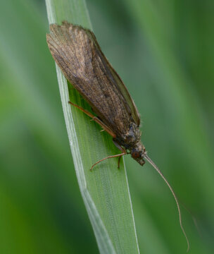 Caddisfly Trichoptera resting on green leaf, macro photography of aquatic insect adult stage