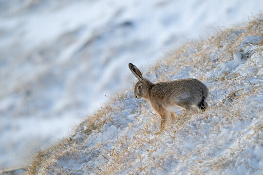 European hare (Lepus europaeus europaeus) resting during the day in snow, Swiss Alps, Switzerland. October. 