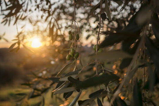 Italy, Tuscany, Maremma, olive tree at sunset