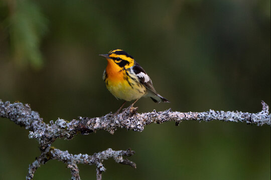Blackburnian warbler (Setophaga fusca) male in breeding plumage, perched on lichen-covered branch, near Salamanca, New York, USA. May. 