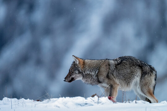 Wolf (Canis lupus) feeding on Roe deer (Capreolus capreolus) prey in winter, Aosta Valley, Alps, Italy. December. 