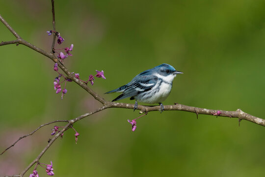 Cerulean warbler (Setophaga cerulea) male perched on flowering Eastern redbud (Cercis canadensis) branch in spring, Shawnee State Forest, Ohio, USA. April. 