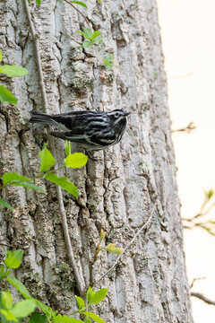 Black-and-white warbler (Mniotilta varia) male, clinging on to tree bark, Shawnee State Forest, Ohio, USA. April. 