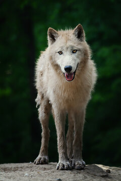 Arctic wolf (Canis lupus tundrarum) beautiful animal in the forest