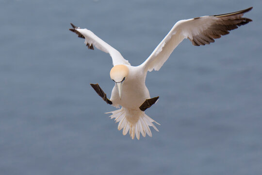 Northern gannet (Morus bassanus) landing in the colony, Bass Rock, Firth of Forth, Scotland, UK. May. 