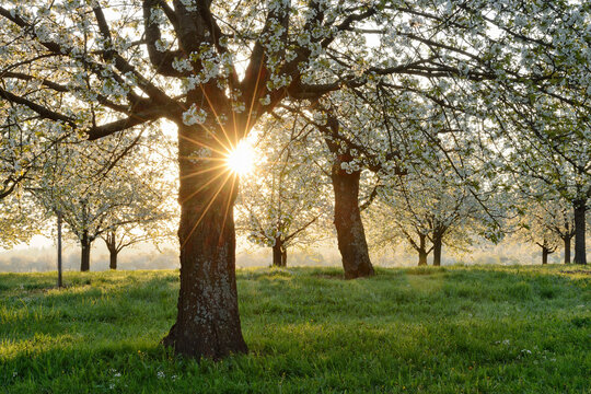 Germany, Black Forest, blossoming cherry trees with sunrays near sunrise at backlight