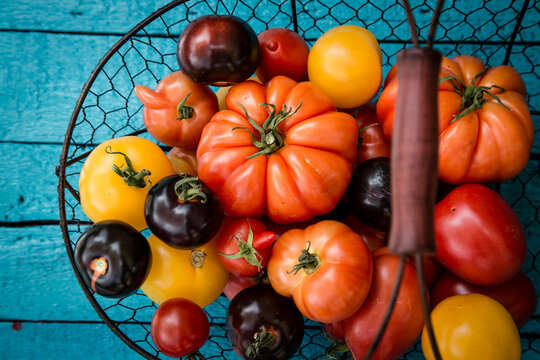 Different heirloom tomatoes in a wire basket