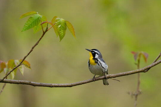 Yellow-throated warbler (Setophaga dominica) perched on Poison ivy (Toxicodendron sp.) branch, Shawnee State Forest, Ohio, USA. April. 