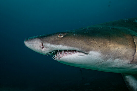 Sand tiger shark (Carcharias taurus) head portrait, Aliwal shoal, Kwazulu-Natal, South Africa, Indian Ocean. 