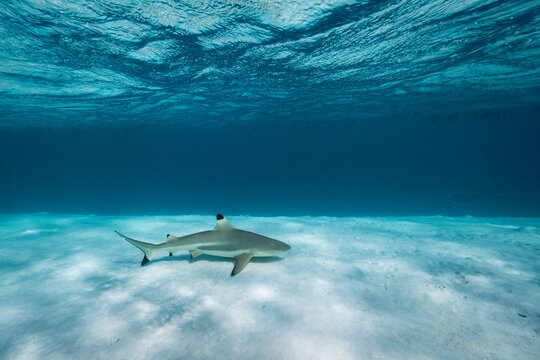 Blacktip reef shark (Carcharhinus melanopterus) on a sand flat off Moorea, French Polynesia, Pacific Ocean. 