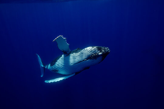 Humpback whale (Megaptera novaeangliae) portrait, off Moorea, French Polynesia, Pacific Ocean. 