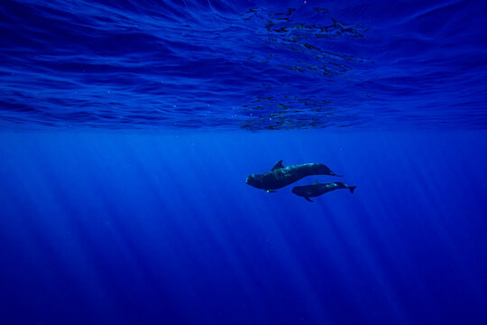 Short finned pilot whale (Globicephala macrorhynchus) female with calf, portrait, off Moorea, French Polynesia, Pacific Ocean. 