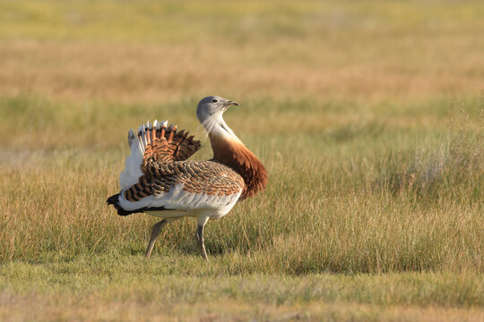 Great bustard (Otis tarda) male in preliminary courtship display, in dry grassland steppe habitat, Villafafila, Spain. April. 