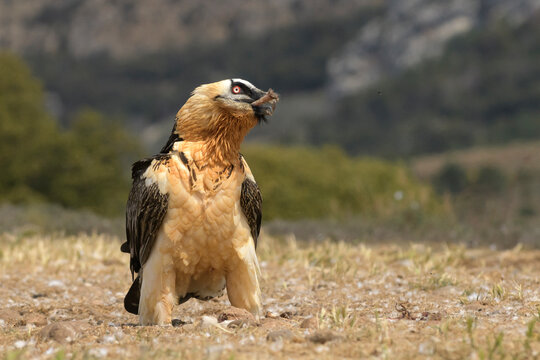 Bearded vulture (Gypaetus barbatus) with an animal bone in its beak at a government-approved supplementary feeding station. Catalonia, Spain. April.  