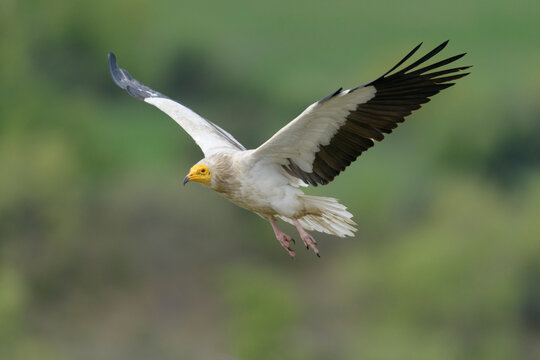 Egyptian vulture (Neophron percnopterus) in flight, Catalonia, Spain. April. Endangered. 