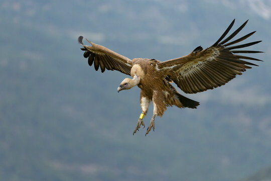 Eurasian griffon vulture (Gyps fulvus) in flight, Catalonia, Spain. April. 