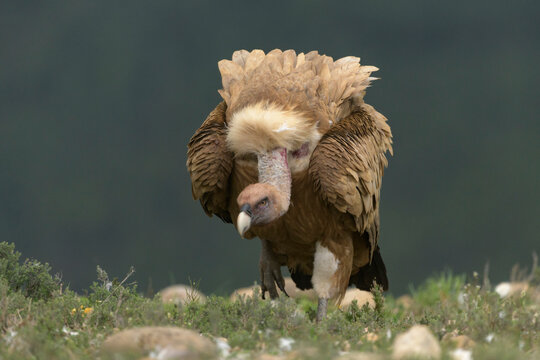 Eurasian griffon vulture (Gyps fulvus) at a government-approved supplementary feeding station. Catalonia, Spain. April.  