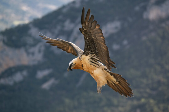 Bearded vulture (Gypaetus barbatus) in flight, Catalonia, Spain. April. 