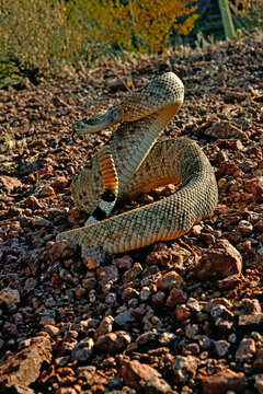 Western diamondback rattlesnake (Crotalus atrox) rearing up, portrait, Organ Pipe Cactus National Monument, Arizona, USA. October. 
