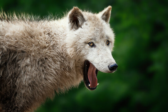 Arctic wolf (Canis lupus tundrarum) beautiful animal in the forest