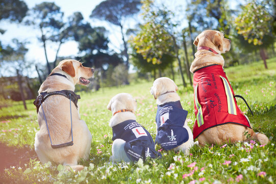 Three guide dogs at dog training