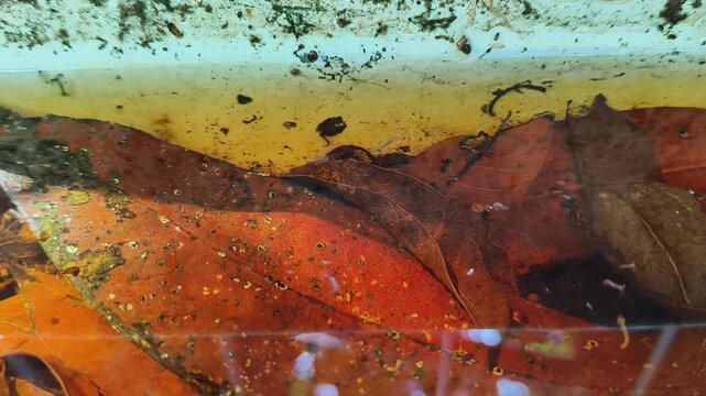 Closeup of mosquito larva, larvae or wriggler inside puddle of dirty stagnant yellowish tanned rain water. Mosquitoes natural breeding site during rainy monsoon season. Outdoor hygiene concept.