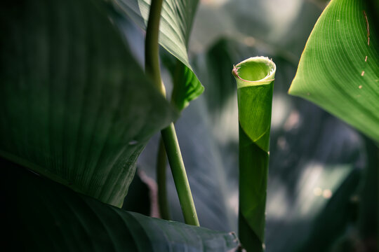 Macro of Tropical cigar plant botanical nature background, Green unfurling Calathea lutea leaf shoot textures