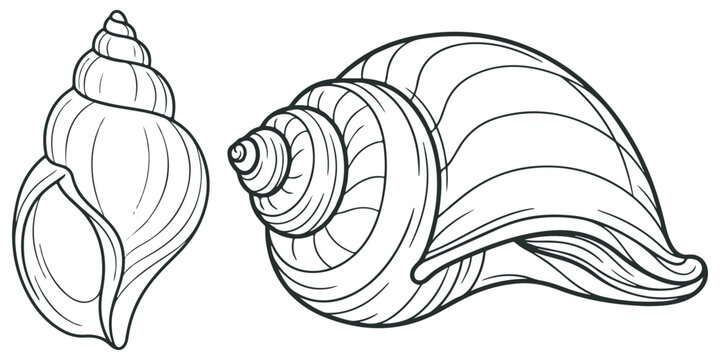 Two sea shells hand drawn illustration in sketch style.
