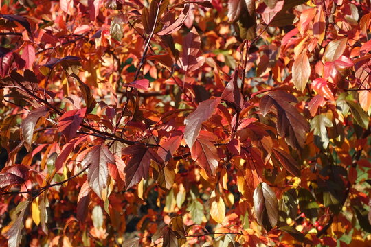 Colorful autumnal foliage of Malus toringo Scarlett in October