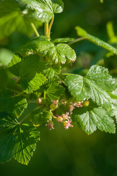 Currant blossoms in the garden in spring