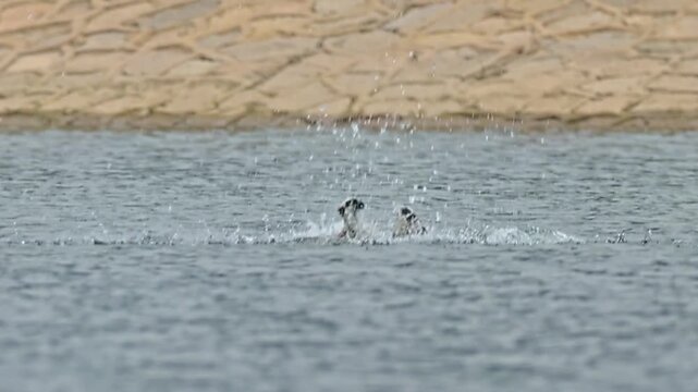 Osprey bird of prey hunting and successfully catching a fish, lifting off from the water with its prey in its talons.