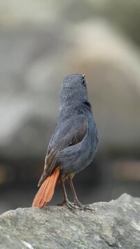 Plumbeous water redstart bird perched on a rock, back view showing its distinctive bright orange tail against a blurred natural background.