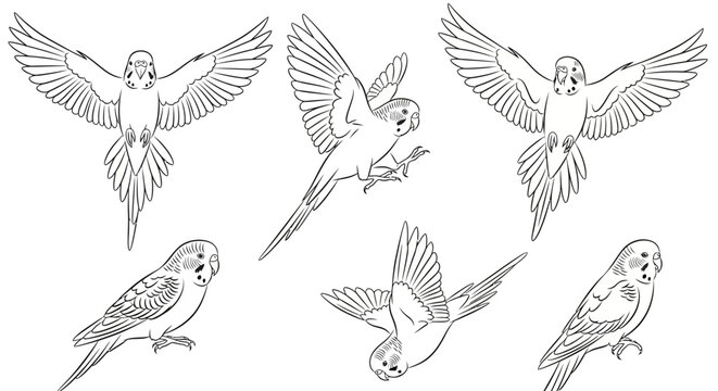 Budgerigar parrot sketches in various flying and perched poses
