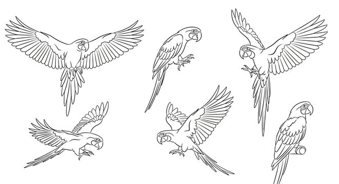 Set of Hand-Drawn Macaw Parrot Line Art Illustrations