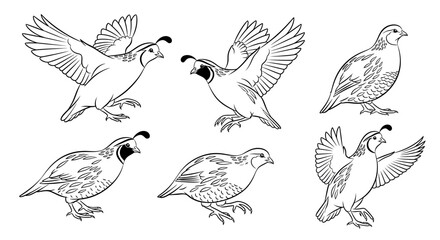 Obraz premium Set of California Quail Illustrations in Various Poses