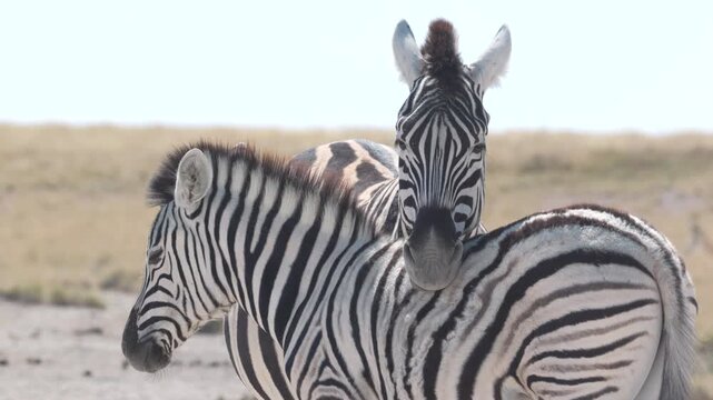 a zebra mare rests its head on the back of her foal at charitsaub waterhole of etosha national park in namibia, africa