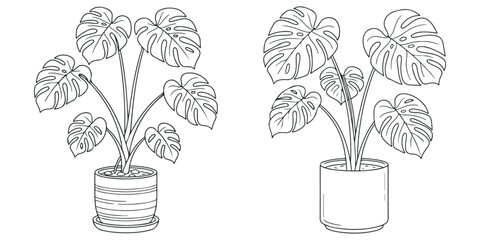 Two monstera plants in pots, houseplant illustrations. © Md