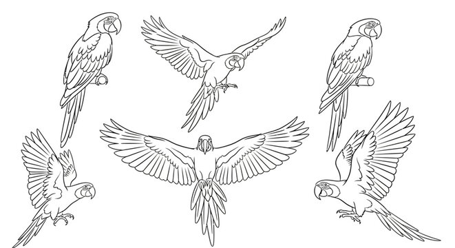 Macaw Parrot Line Art Collection in Various Flight and Perching Poses