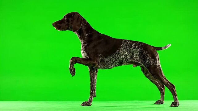 Alert German Shorthaired Pointer dog poised on a vibrant green background
