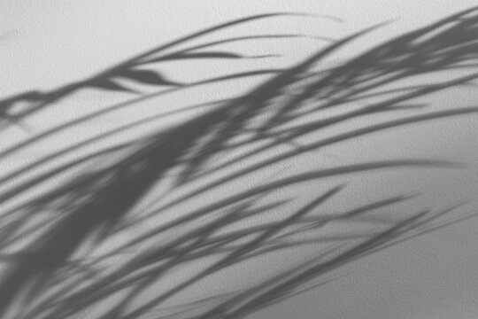 Narrow plant leaf shadows spread across a gray textured wall.