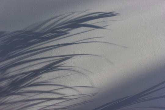 Plant leaf shadows on a light wall in cool gray tones.