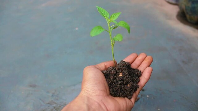 Hand Holding Young Green Seedling with Soil for Environmental and Growth Concept
