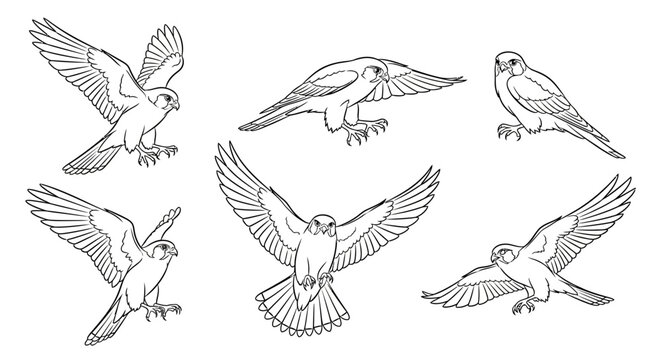 Falcon bird set in various flight poses, detailed line art illustration