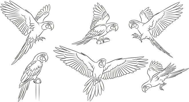 Set of Macaw Parrots in Various Poses, Detailed Hand-Drawn Line Art