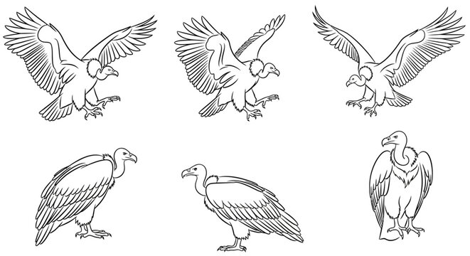 Set of Vulture Illustrations in Various Poses, Black and White Vector