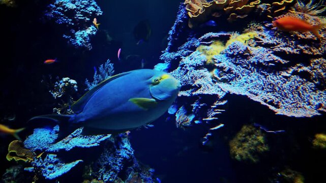 Blue tang fish swims among colorful coral reef and small fish in clear blue ocean water.