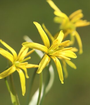 Star of Bethlehem (Gagea lutea) flower