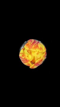 Time lapse of opening orange yellow tulip flower isolated on black background, vertical orientation, top view