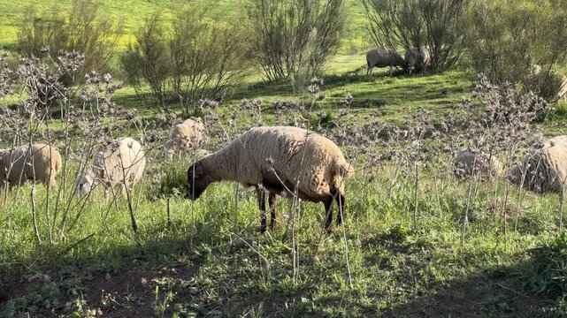 Reba&ntilde;o de ovejas pastando en paisaje andaluz